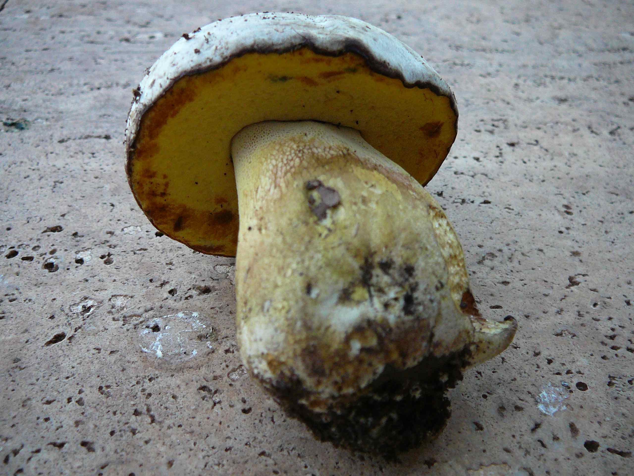 Identificazione Boleto